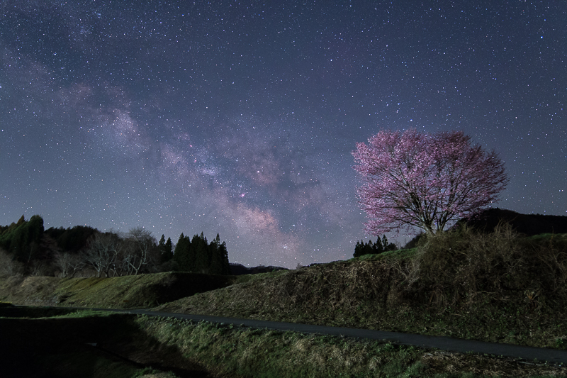 野平の一本桜と天の川2B.jpg