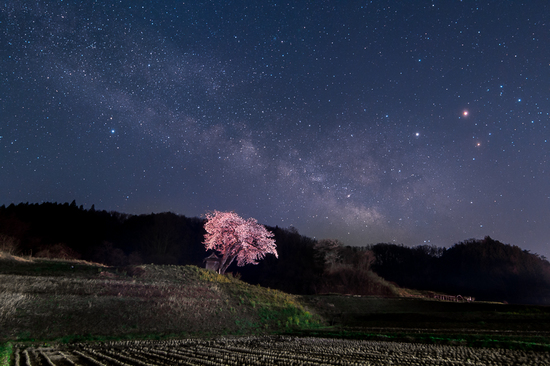 小沢の桜と天の川B.jpg
