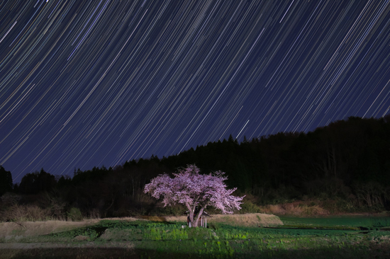 小沢の桜と星空B.jpg