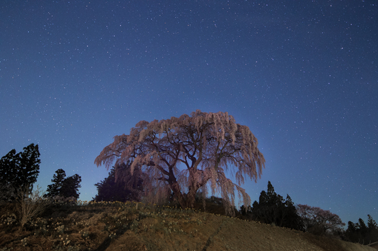 芹沢の桜と星空B.jpg